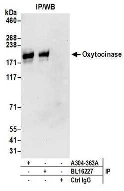 Oxytocinase Rabbit anti-Human, Polyclonal, Bethyl Laboratories 100 &mu;L;