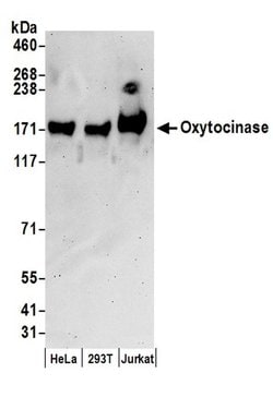 Oxytocinase Rabbit anti-Human, Polyclonal, Bethyl Laboratories 100 &mu;L;