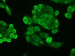 CDKN2A (p16INK4a) Mouse anti-Human, Clone: OTI4C11, liquid, TrueMAB 30