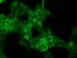 CDKN2A (p16INK4a) Mouse anti-Human, Clone: OTI4C11, liquid, TrueMAB 30