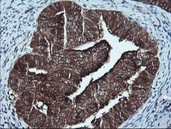 CDKN2A (p16INK4a) Mouse anti-Human, Clone: OTI4C11, liquid, TrueMAB 30