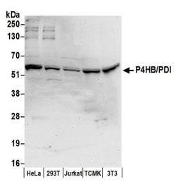 P4HB/PDI Rabbit anti-Human, Mouse, Polyclonal, Bethyl Laboratories 100