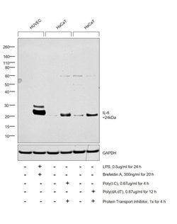 Invitrogen IL-6 Polyclonal Antibody 1 mg; Unconjugated:Antibodies, Polyclonal