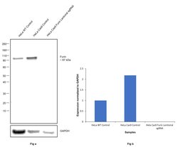 Invitrogen Furin Polyclonal Antibody 100 &mu;L; Unconjugated:Antibodies,