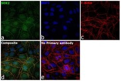 Invitrogen SOX2 Polyclonal Antibody:Antibodies:Primary Antibodies
