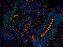 Invitrogen SOX2 Polyclonal Antibody:Antibodies:Primary Antibodies