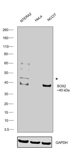 Invitrogen SOX2 Polyclonal Antibody:Antibodies:Primary Antibodies