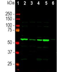 Invitrogen Coronin 1A Polyclonal Antibody 100 &mu;L; Unconjugated:Antibodies,