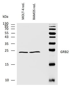 Invitrogen GRB2 Polyclonal Antibody 100 &mu;g; Unconjugated:Antibodies,