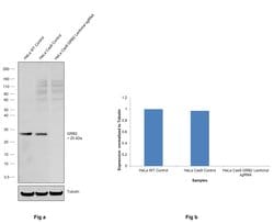 Invitrogen GRB2 Polyclonal Antibody 100 &mu;g; Unconjugated:Antibodies,