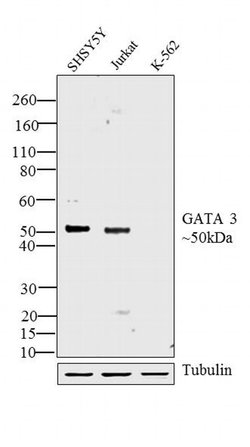 Invitrogen GATA3 Polyclonal Antibody 100 &mu;g; Unconjugated:Antibodies,