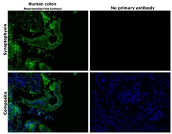 Invitrogen Synaptophysin Polyclonal Antibody 100 &mu;g; Unconjugated:Antibodies,