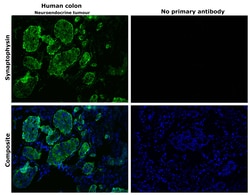 Invitrogen Synaptophysin Polyclonal Antibody 100 &mu;g; Unconjugated:Antibodies,