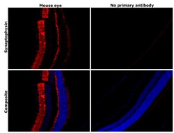 Invitrogen Synaptophysin Polyclonal Antibody 100 &mu;g; Unconjugated:Antibodies,