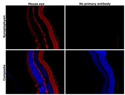 Invitrogen Synaptophysin Polyclonal Antibody 100 &mu;g; Unconjugated:Antibodies,