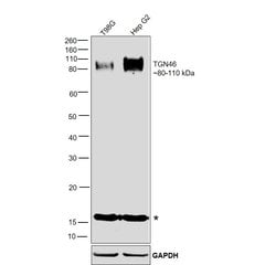Invitrogen TGN46 Polyclonal Antibody 100 &mu;g; Unconjugated:Antikroppar