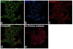 Invitrogen PAX7 Polyclonal Antibody 100 &mu;g; Unconjugated:Antibodies,