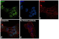 Invitrogen PAX7 Polyclonal Antibody 100 &mu;g; Unconjugated:Antibodies,