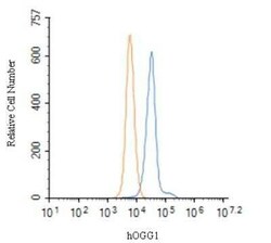 Invitrogen OGG1 Polyclonal Antibody 100 &mu;L; Unconjugated:Antibodies,
