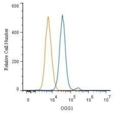 Invitrogen OGG1 Polyclonal Antibody 100 &mu;L; Unconjugated:Antibodies,
