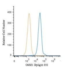 Invitrogen OGG1 Polyclonal Antibody 100 &mu;L; Unconjugated:Antibodies,