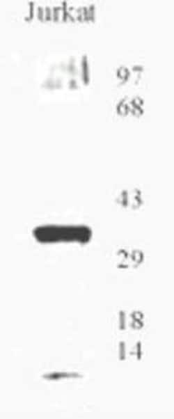 Invitrogen OGG1 Polyclonal Antibody 100 &mu;L; Unconjugated:Antibodies,