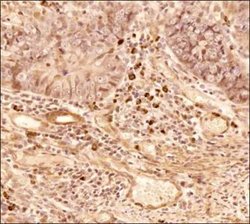 Invitrogen NTHL1 Polyclonal Antibody 200 &mu;L; Unconjugated:Antibodies,