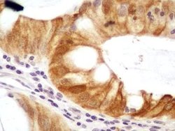 Invitrogen NTHL1 Polyclonal Antibody 200 &mu;L; Unconjugated:Antibodies,