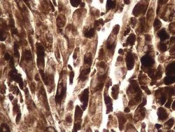 Invitrogen NTHL1 Polyclonal Antibody 200 &mu;L; Unconjugated:Antibodies,