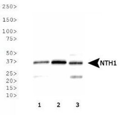 Invitrogen NTHL1 Polyclonal Antibody 200 &mu;L; Unconjugated:Antibodies,