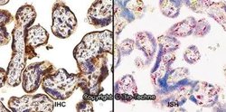 HIF-2 alpha Polyclonal Antibody, Invitrogen&trade;