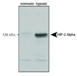 HIF-2 alpha Polyclonal Antibody, Invitrogen&trade;