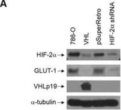 HIF-2 alpha Polyclonal Antibody, Invitrogen&trade;
