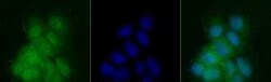 Invitrogen PER2 Polyclonal Antibody 100 &mu;L; Unconjugated:Antibodies,