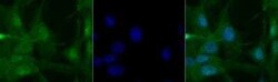 Invitrogen PER2 Polyclonal Antibody 100 &mu;L; Unconjugated:Antibodies,