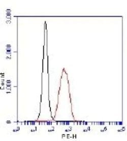 Invitrogen PHD2 Polyclonal Antibody 100 &mu;g; Unconjugated:Antibodies,