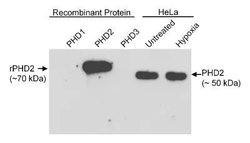 Invitrogen PHD2 Polyclonal Antibody 100 &mu;g; Unconjugated:Antibodies,
