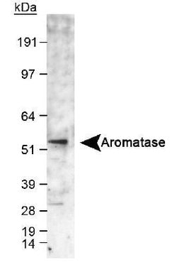 Invitrogen Aromatase Polyclonal Antibody 100 &mu;L; Unconjugated:Antibodies,