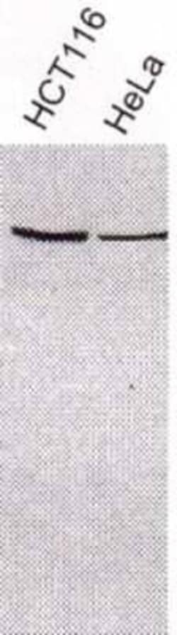 Invitrogen XRCC3 Polyclonal Antibody 100 &mu;L; Unconjugated:Antibodies,