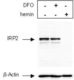 Invitrogen IREB2 Polyclonal Antibody 100 &mu;L | Buy Online | Invitrogen&trade; | Fisher Scientific