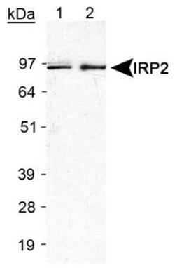 Invitrogen IREB2 Polyclonal Antibody 100 &mu;L | Buy Online | Invitrogen&trade; | Fisher Scientific