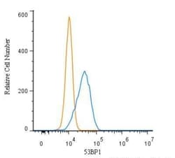 Invitrogen 53BP1 Polyclonal Antibody 100 &mu;L; Unconjugated:Anticuerpos
