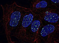 Invitrogen 53BP1 Polyclonal Antibody 100 &mu;L; Unconjugated:Anticuerpos