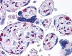 Invitrogen 53BP1 Polyclonal Antibody 100 &mu;L; Unconjugated:Antibodies,
