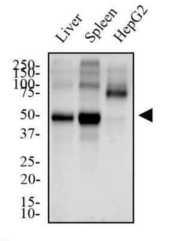 Invitrogen CYR61 Polyclonal Antibody 100 &mu;L; Unconjugated:Antibodies