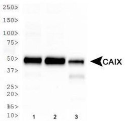 Invitrogen Carbonic Anhydrase IX Polyclonal Antibody 100 &mu;L; Unconjugated:Antibodies,