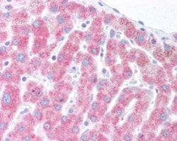 Invitrogen DERL1 Polyclonal Antibody 100 &mu;L; Unconjugated:Antibodies,