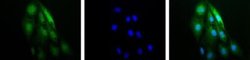 Invitrogen HIF1A Polyclonal Antibody 100 &mu;L; Unconjugated:Antibodies,