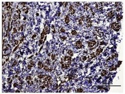 Invitrogen HIF1A Polyclonal Antibody 100 &mu;L; Unconjugated:Antibodies,