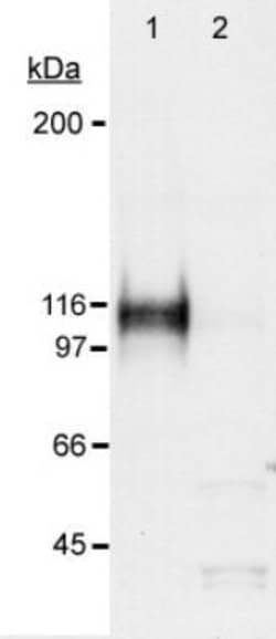 Invitrogen HIF1A Polyclonal Antibody 100 &mu;L; Unconjugated:Antibodies,